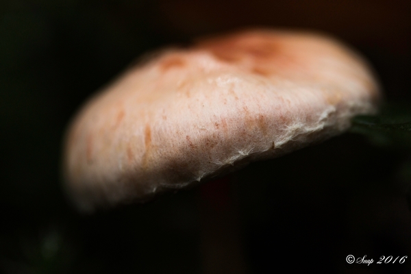 Paddestoelen 2016-8751