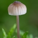 Paddestoelen 2016-8759