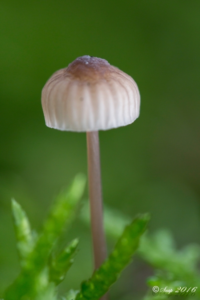 Paddestoelen 2016-8759