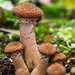 Paddestoelen 2016-8761