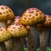 Paddestoelen 2016-8764