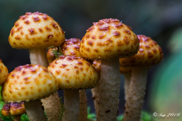 Paddestoelen 2016-8764