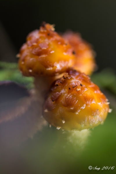 Paddestoelen 2016-8769