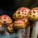 Paddestoelen 2016-8773