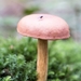 Paddestoelen 2016-8774