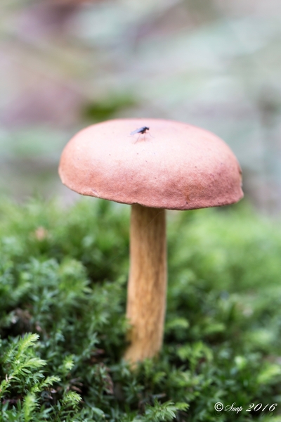 Paddestoelen 2016-8774