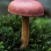 Paddestoelen 2016-8775