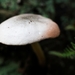 Paddestoelen 2016-8776