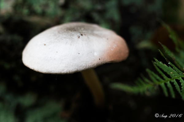 Paddestoelen 2016-8776