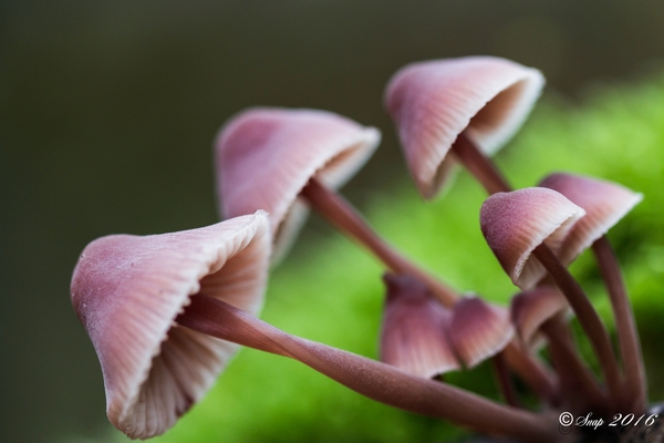 Paddestoelen 2016-8777