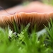 Paddestoelen 2016-8790