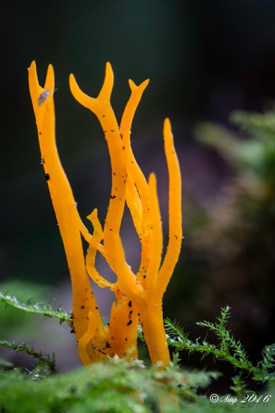 Paddestoelen 2016-8793