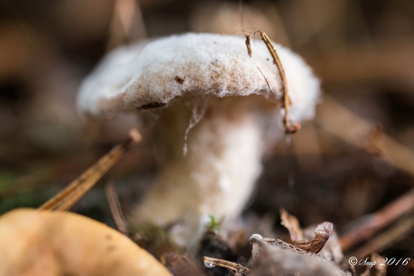 Paddestoelen 2016-8808