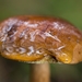 Paddestoelen 2016-8809