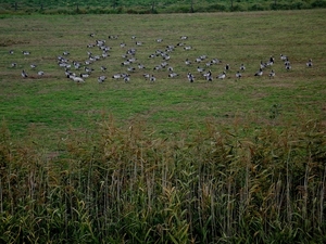 't word druk hier
