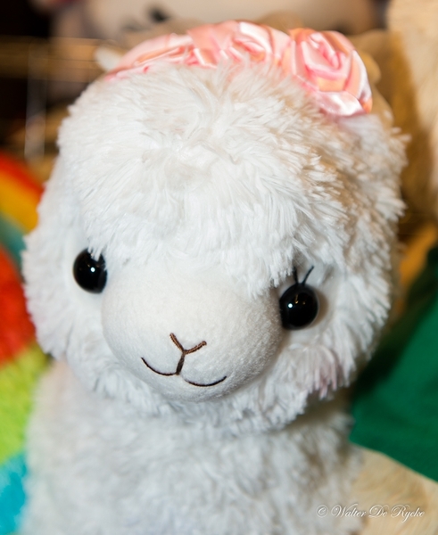 Facts 2016-2DSC_1937-2 (217 van 288)