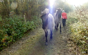 35-paarden die vrij rondliepen in het natuurdomein...