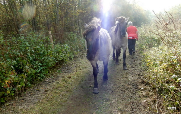 35-paarden die vrij rondliepen in het natuurdomein...