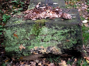 graag naam van deze begroeing