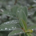 Natuur (7)