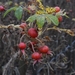 Natuur (11)