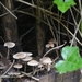 Natuur (27)