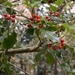 Natuur (19)