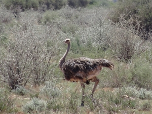 2  Kalahari _DSC00039