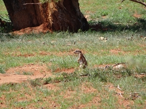 2  Kalahari _DSC00042
