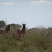 2  Kalahari _DSC00055