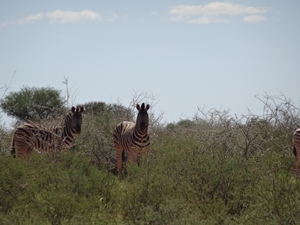 2  Kalahari _DSC00055