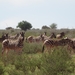 2  Kalahari _DSC00061