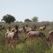 2  Kalahari _DSC00063