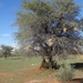 2  Kalahari, sunset safari _DSC00068