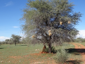 2  Kalahari, sunset safari _DSC00068