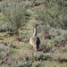 2  Kalahari, sunset safari _DSC00074