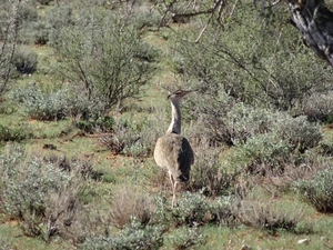 2  Kalahari, sunset safari _DSC00074