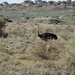 2  Kalahari, sunset safari _DSC00075
