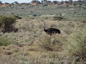 2  Kalahari, sunset safari _DSC00075