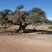 2  Kalahari, sunset safari _DSC00078