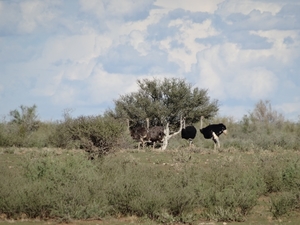 2  Kalahari, sunset safari _DSC00079