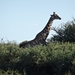 2  Kalahari, sunset safari _DSC00080