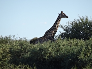 2  Kalahari, sunset safari _DSC00080