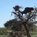 2  Kalahari, sunset safari _DSC00084