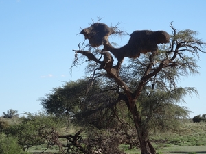 2  Kalahari, sunset safari _DSC00084