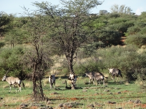 2  Kalahari, sunset safari _DSC00091