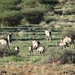 2  Kalahari, sunset safari _DSC00092