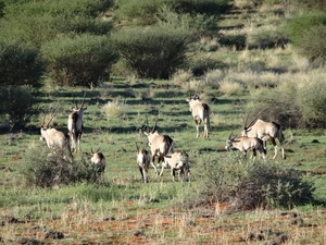 2  Kalahari, sunset safari _DSC00092