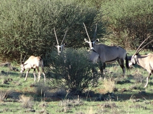 2  Kalahari, sunset safari _DSC00093