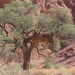 3E Namib woestijn, wandeling _DSC00179